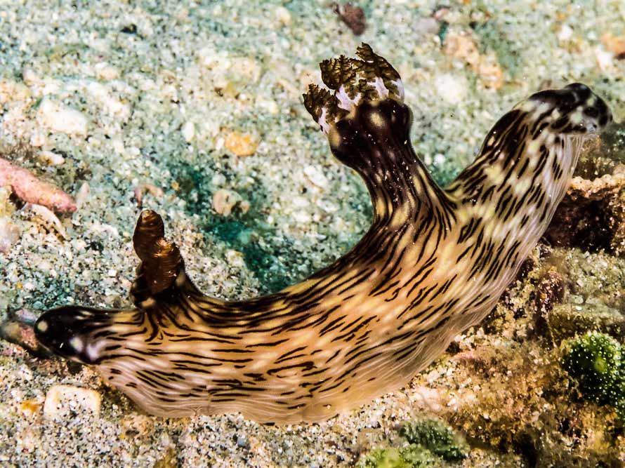 Jorunna rubescens